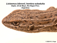 Liolaemus bibronii