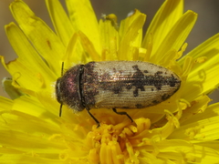 Acmaeodera pilosellae