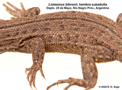 Liolaemus bibronii