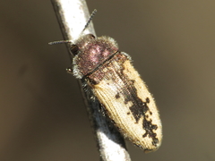 Acmaeodera pilosellae