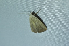 Rivula aequalis