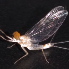Thraulodes schlingeri