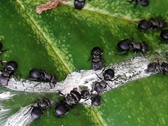 Cephalotes pusillus