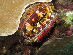 Spondylus varius