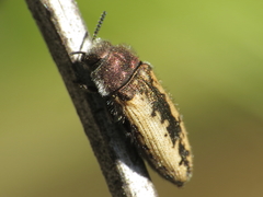 Acmaeodera pilosellae