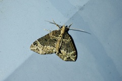 Ecliptopera umbrosaria