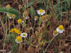 Anthemis arvensis incrassata