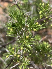 Asparagus retrofractus