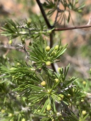 Asparagus retrofractus