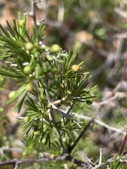 Asparagus retrofractus