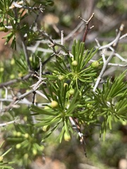 Asparagus retrofractus