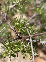 Asparagus retrofractus