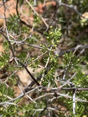 Asparagus retrofractus