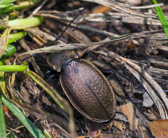 Carabus regalis