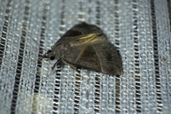 Hypena trigonalis