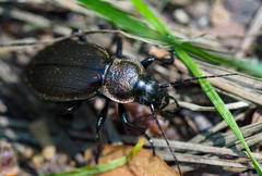 Carabus regalis