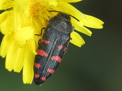 Acmaeodera pulchra