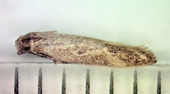 Blastodacna bicristatella