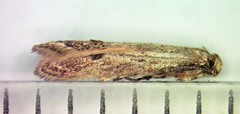 Blastodacna bicristatella