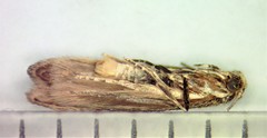Blastodacna bicristatella