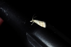 Microchilo inexpectellus