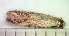Blastodacna bicristatella
