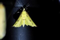 Corymica pryeri