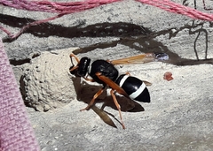 Hypodynerus