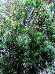 Asparagus retrofractus