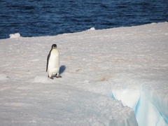 Aptenodytes forsteri