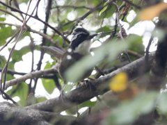 Arremon phaeopleurus