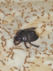 Cyrtomenus