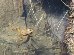 Rana muscosa
