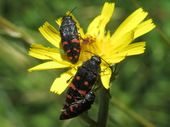 Acmaeodera pulchra