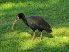Phimosus