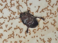 Cyrtomenus