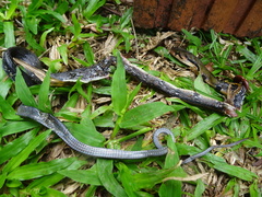 Coelognathus flavolineatus