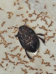 Cyrtomenus