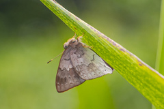 Euselasia thucydides