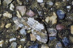 Melanthia procellata