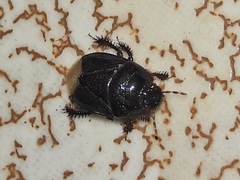 Cyrtomenus