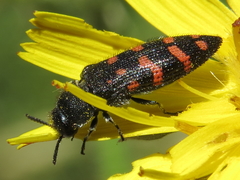 Acmaeodera pulchra
