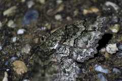 Paradarisa chloauges