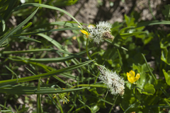 Carex orbicularis kotschyana