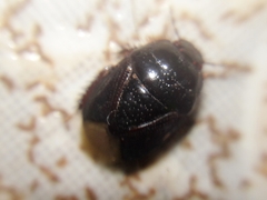 Cyrtomenus