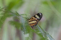 Hypothyris ninonia daeta