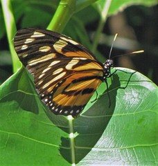 Lycorea halia discreta