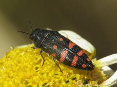 Acmaeodera pulchra