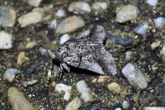 Protomiselia bilinea