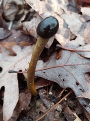 Tolypocladium longisegmentatum